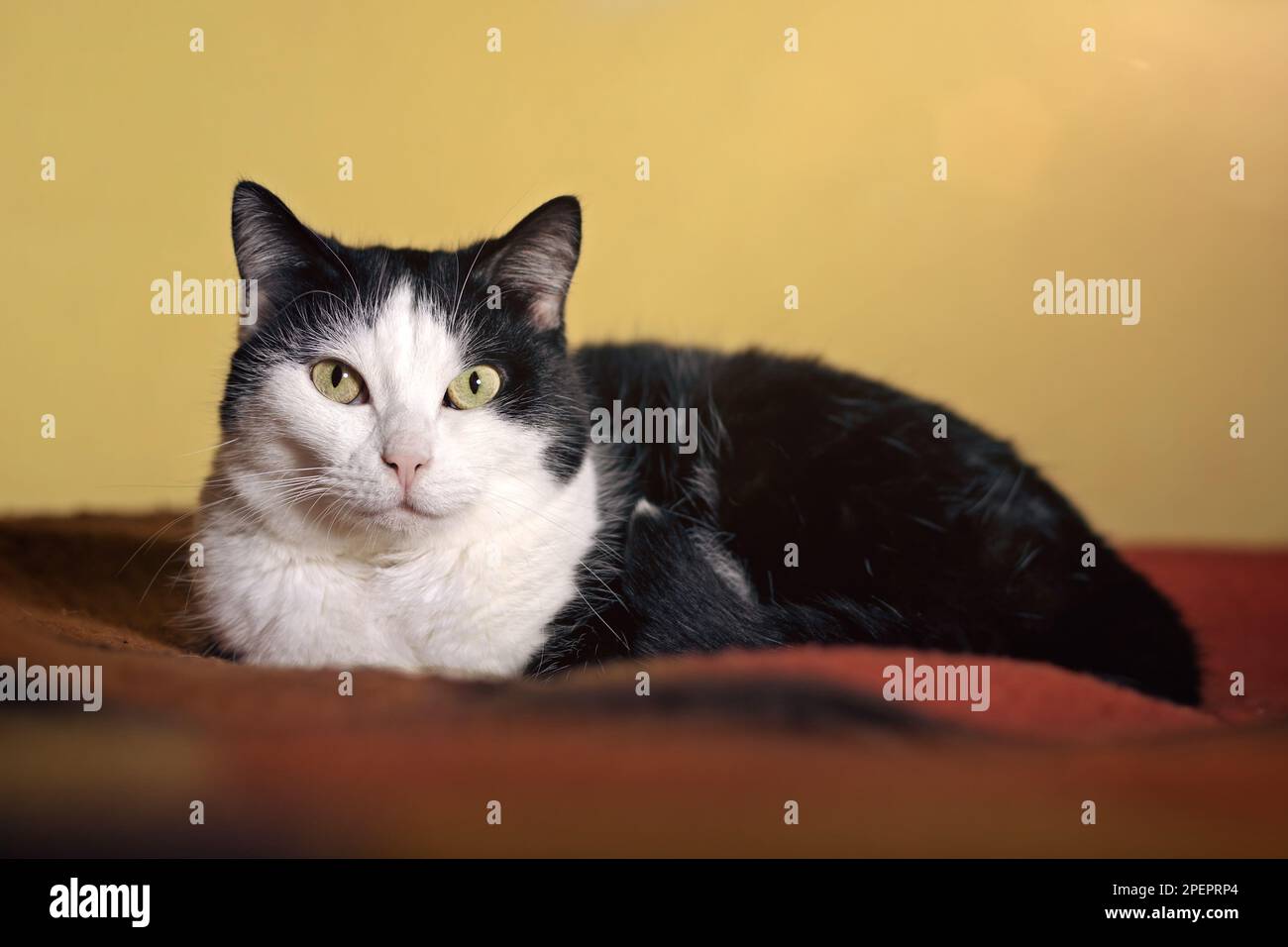 Relaxed black and white tuxedo cat on a bed looking at camera Stock ...