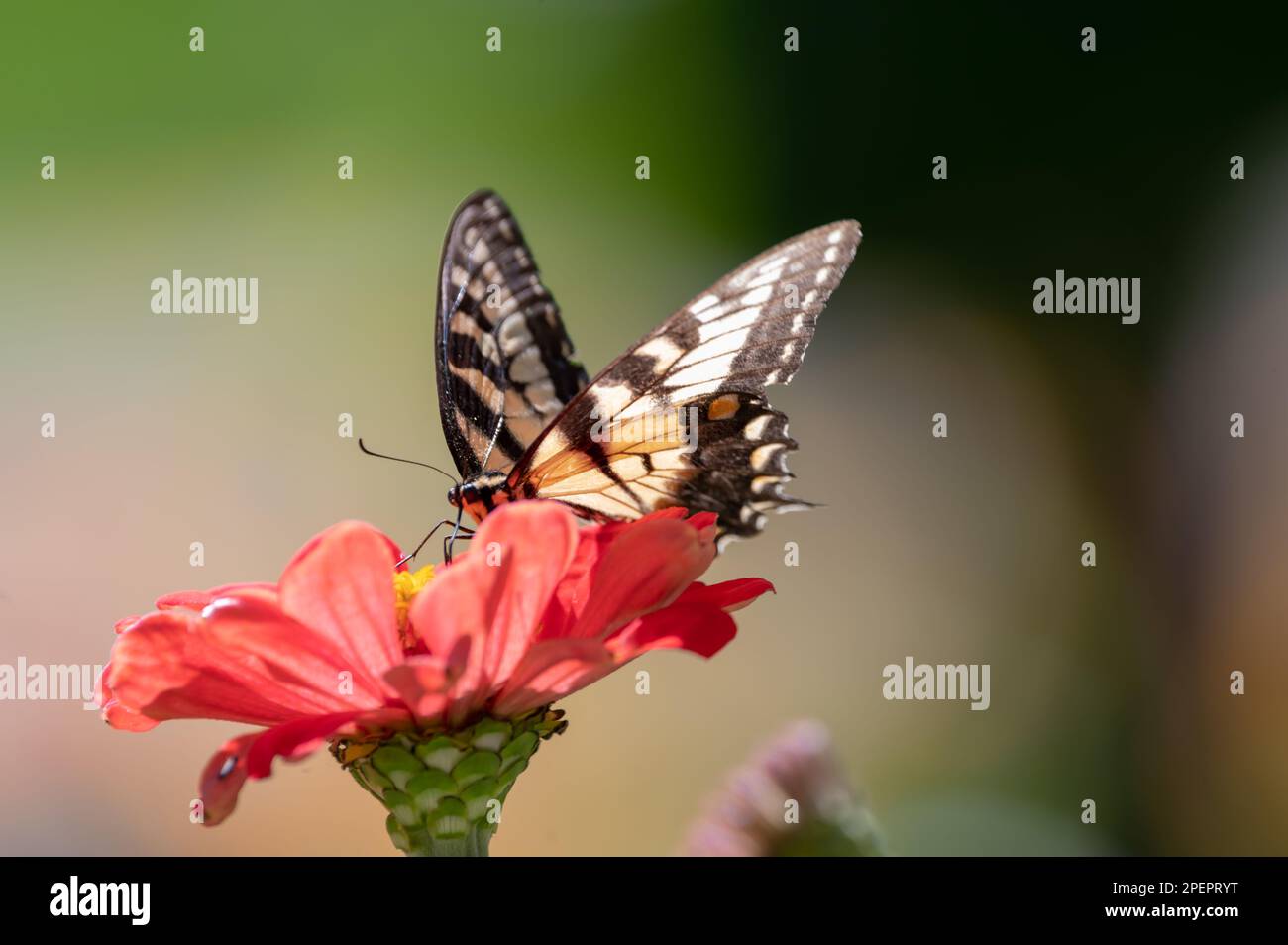 A closeup of a butterfly on a flower, delicately sipping nectar from ...