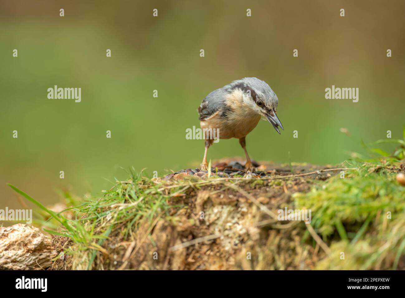 Nuthatch, Sitta europaea, perched on a tree in a forest in the uk in summer Stock Photo