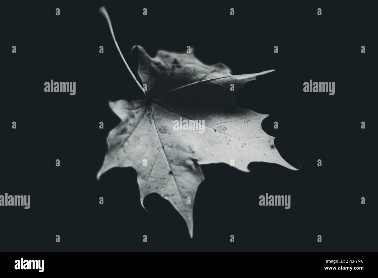 maple leaf on the black background Stock Photo