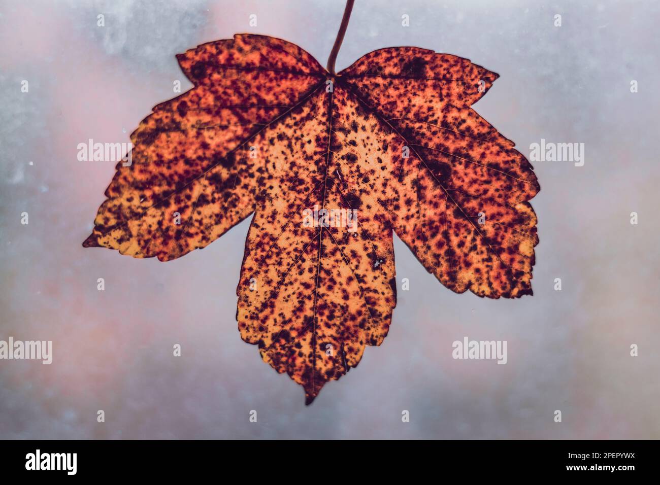 maple leaf on the dirty glass background Stock Photo
