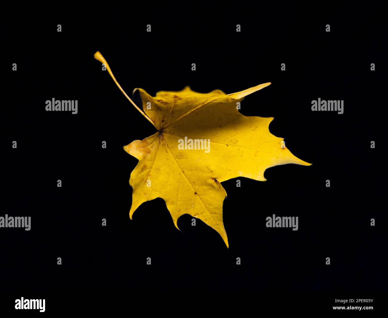yellow maple leaf on the black background, macro studio photography