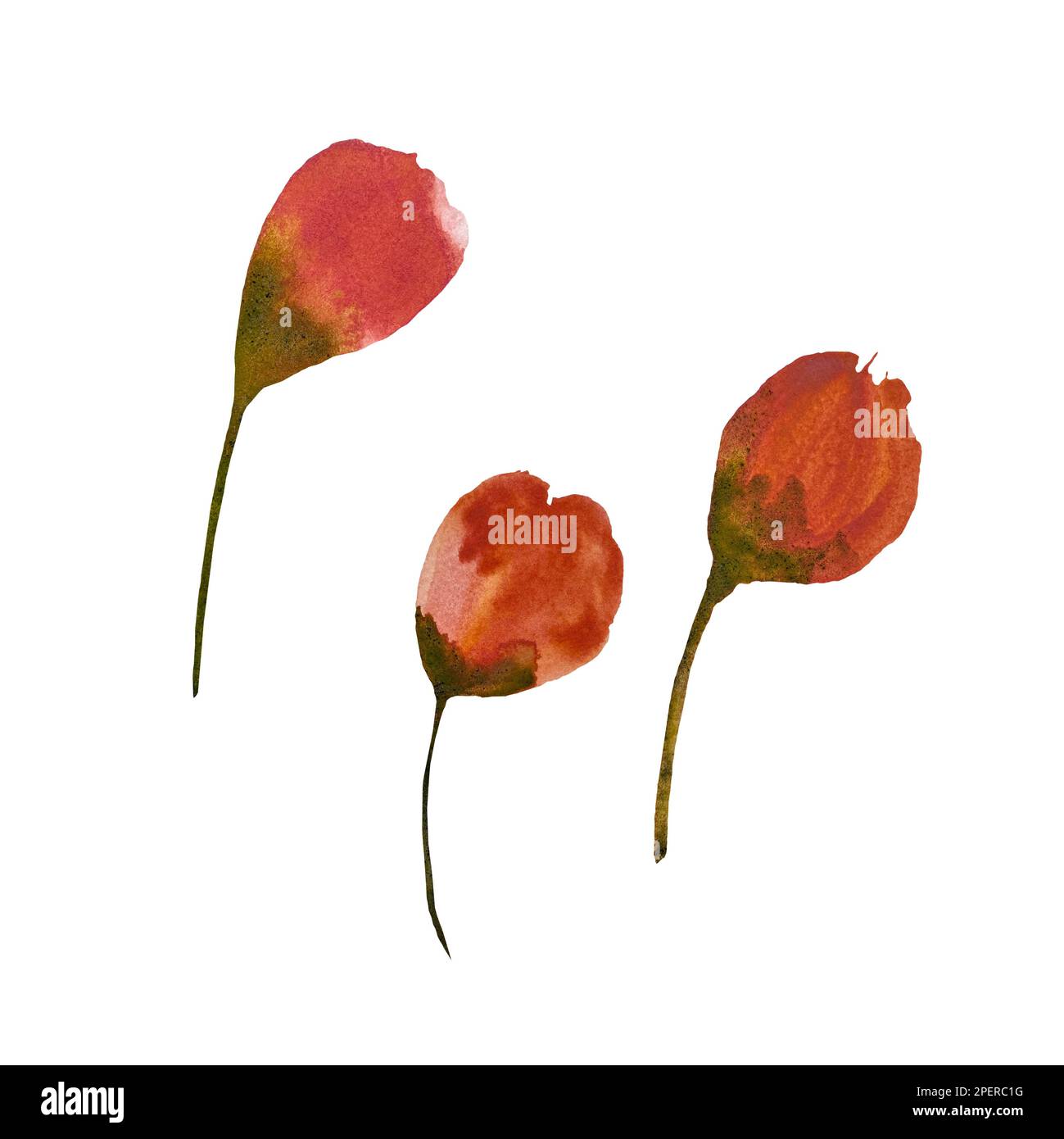 Bud peony poppy flower set watercolor illustration Stock Photo - Alamy