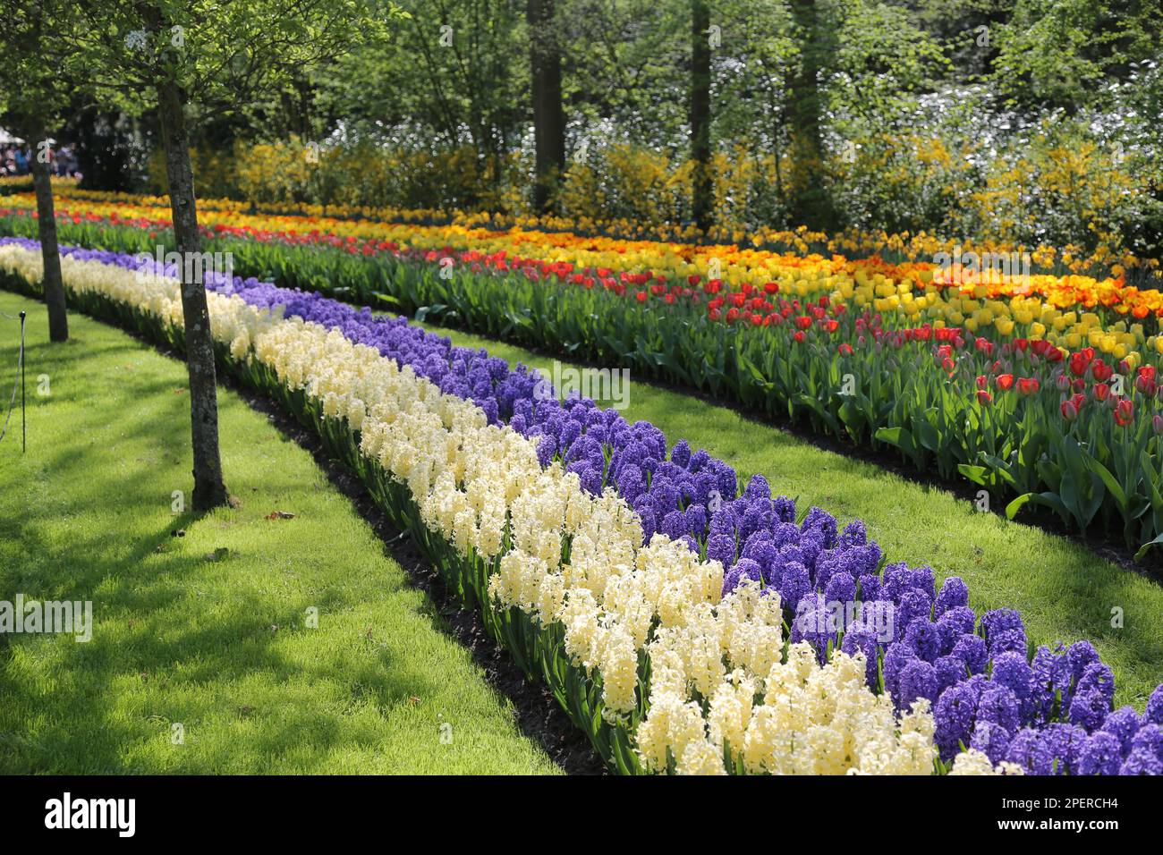 Colorful different flowers blooming in the Keukenhof Botanical Garden