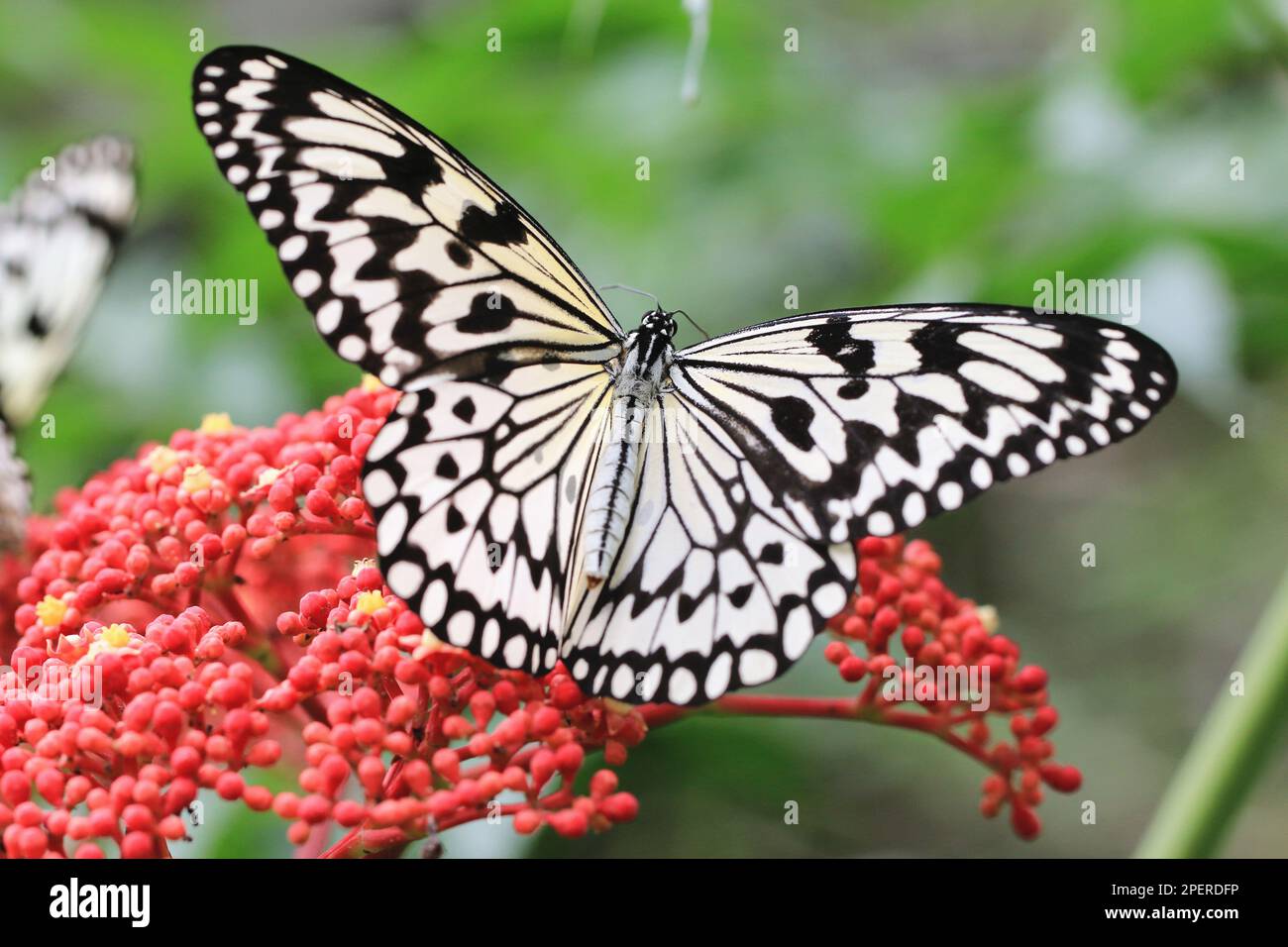 Large Tree Nymphs(Paper Kite,Rice Paper) butterflies and red flowers of