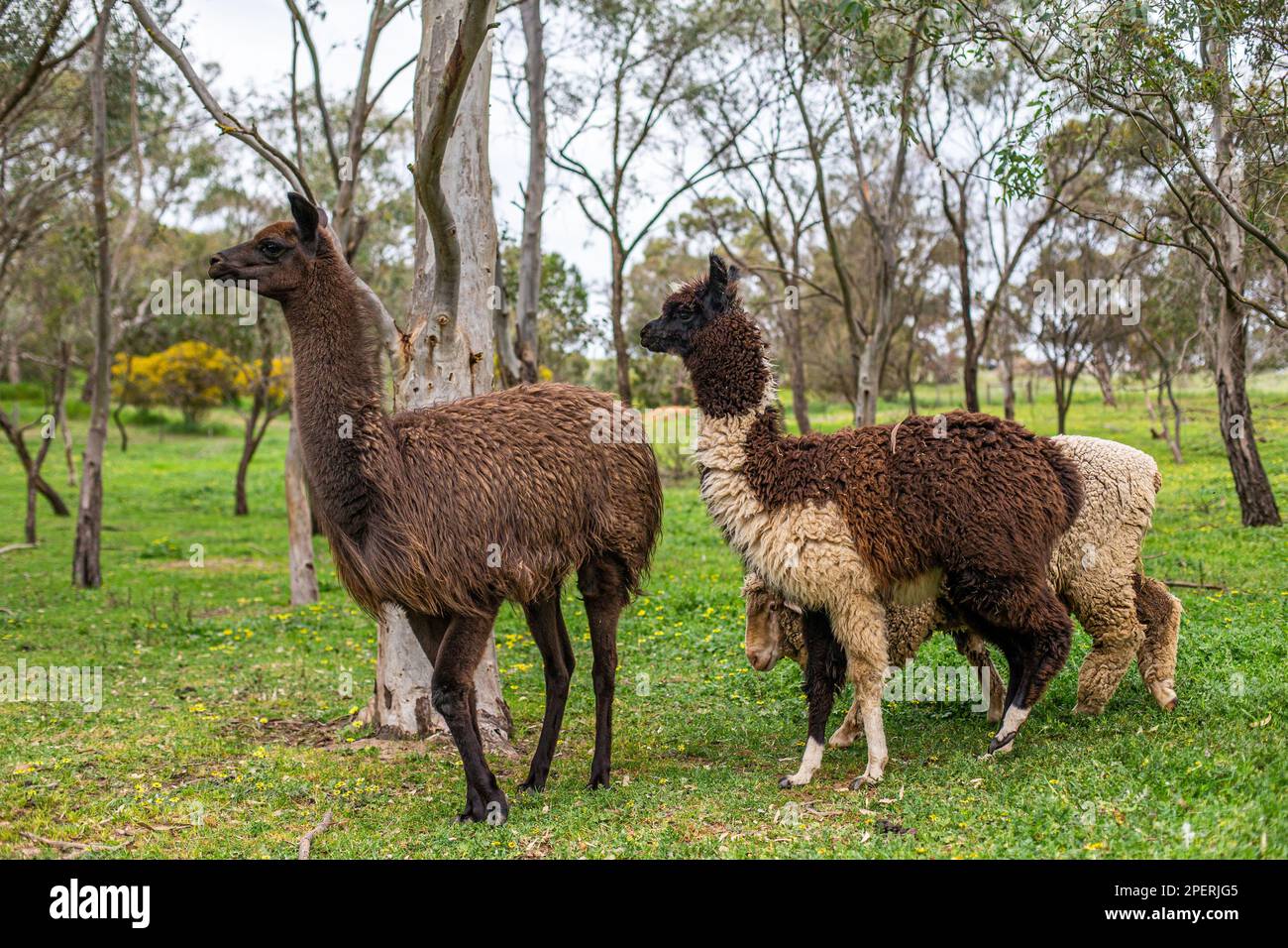two alpaca and one sheep taking a walking amongst the gum trees Stock Photo