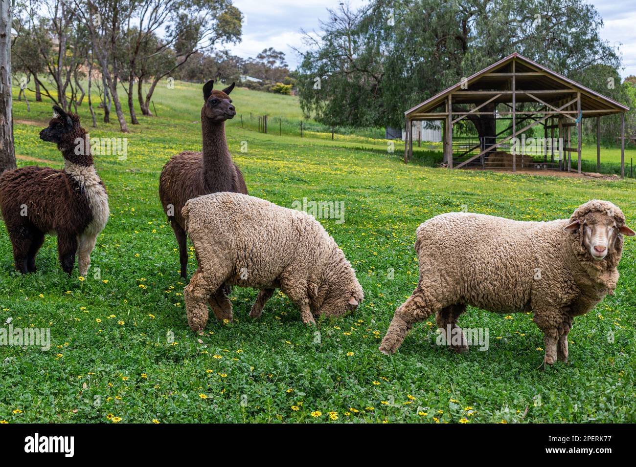 Two Alpaca and two sheep Stock Photo