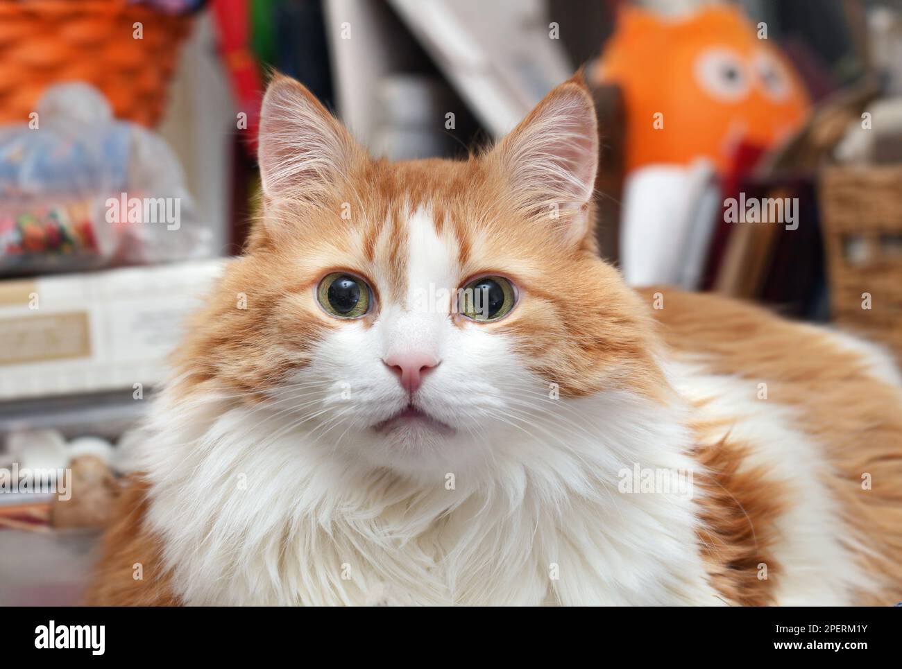Real portrait of adult pretty red and white best cat Stock Photo