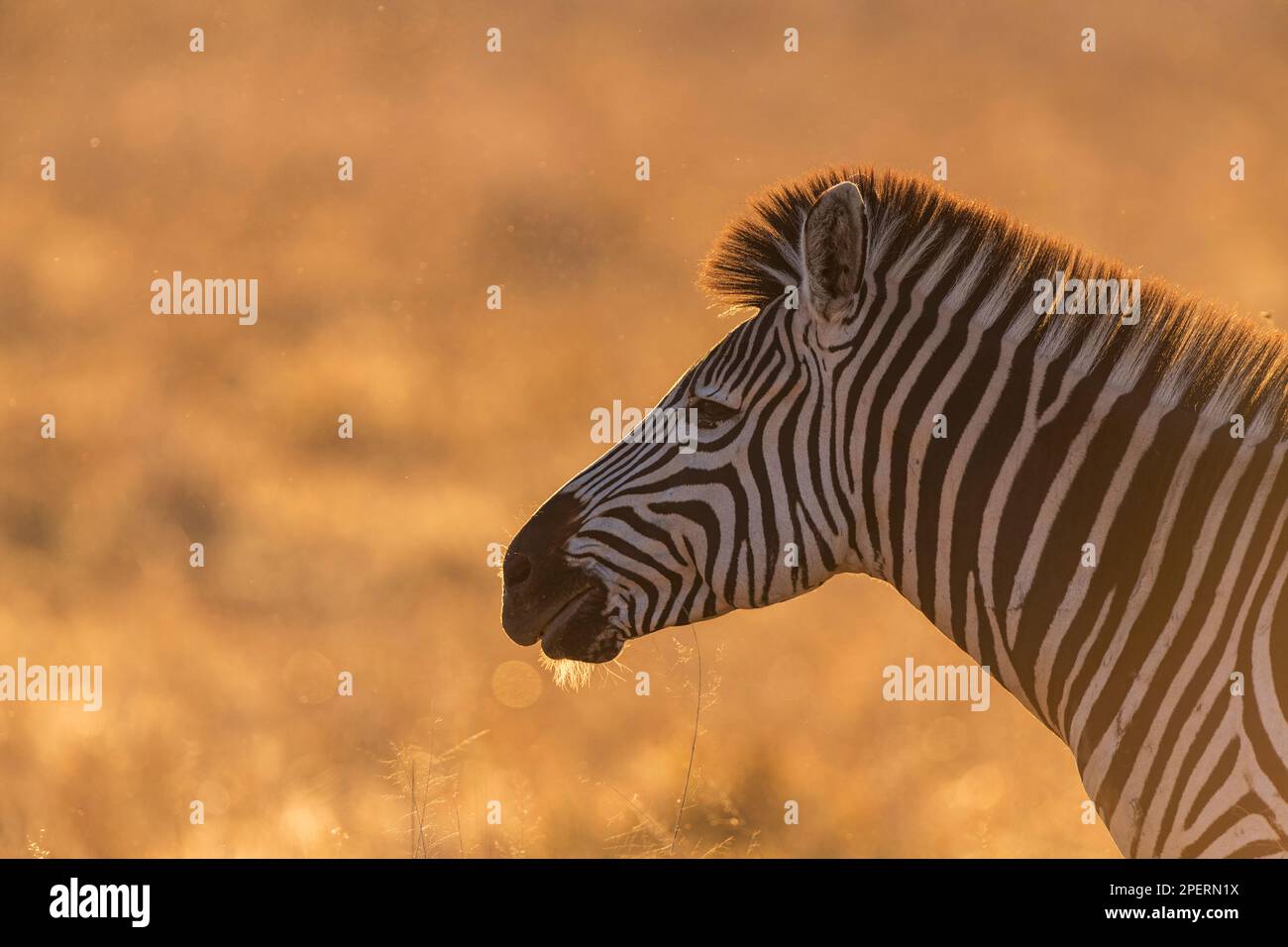 Burchells Zebra, Equus quagga burchellii yawning in Zimbabwe's Hwange ...