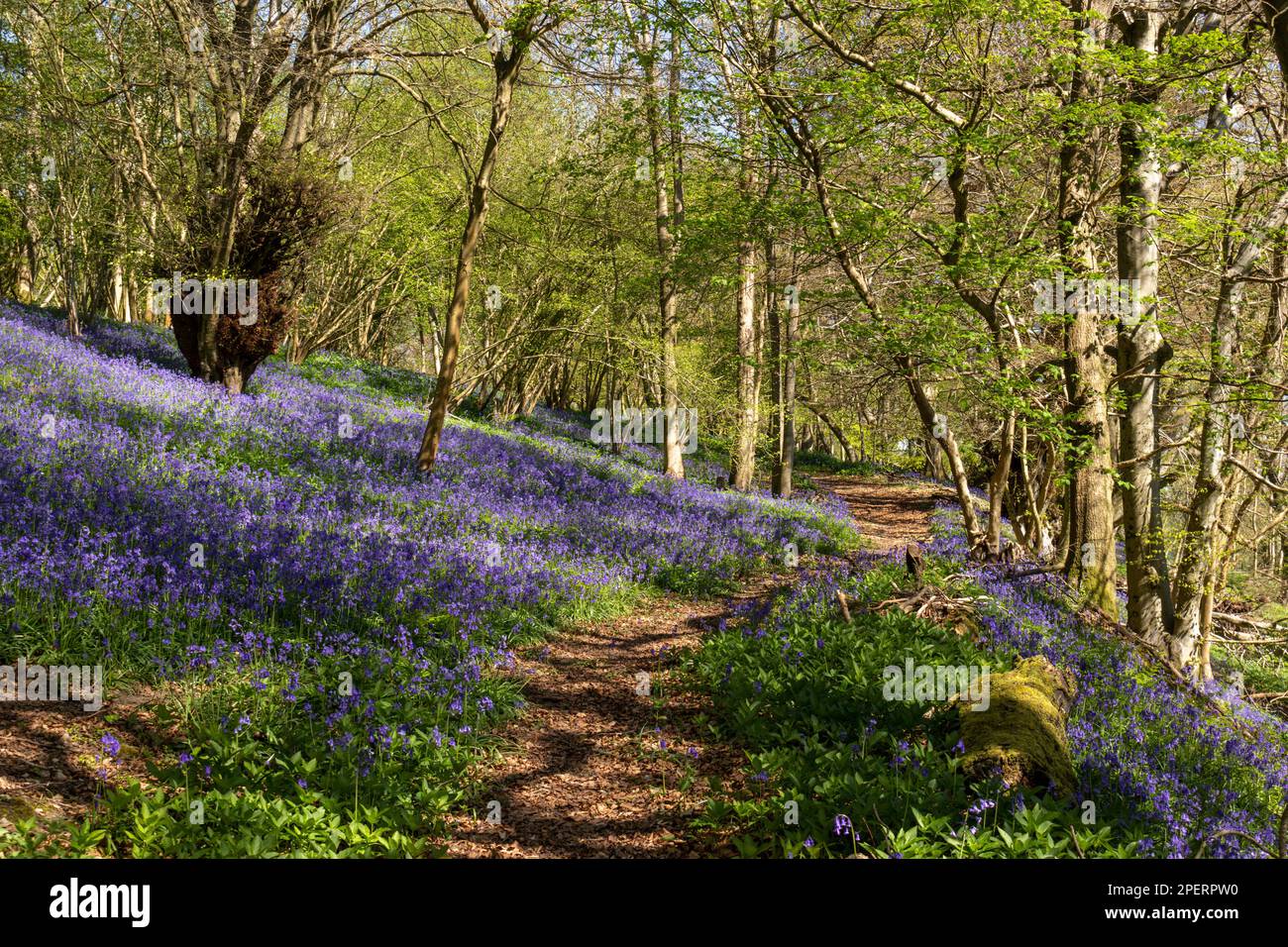 Bluebells in an English woodland Stock Photo