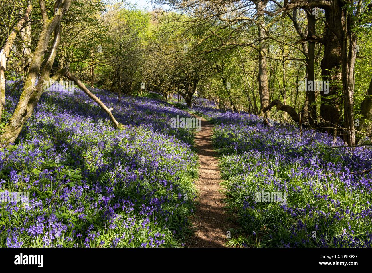 Bluebells in an English woodland Stock Photo