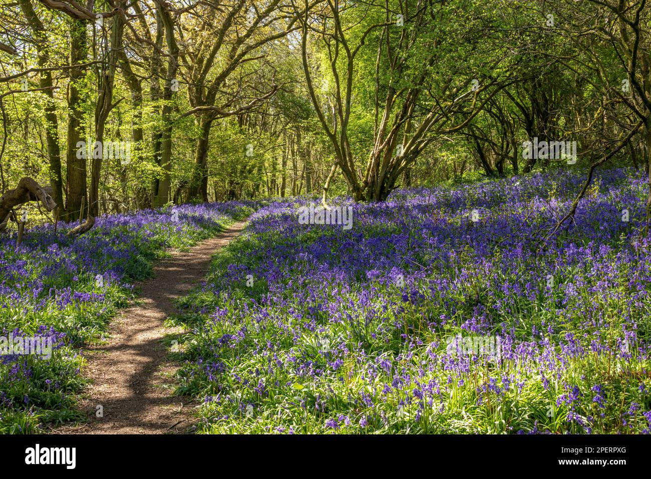 Bluebells in an English woodland Stock Photo