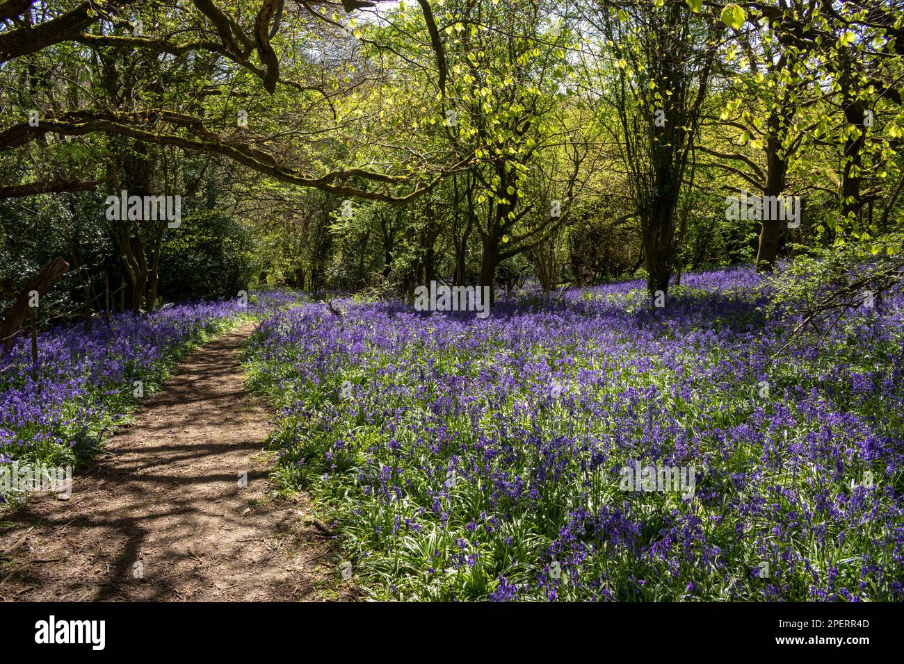 Bluebells in an English woodland Stock Photo