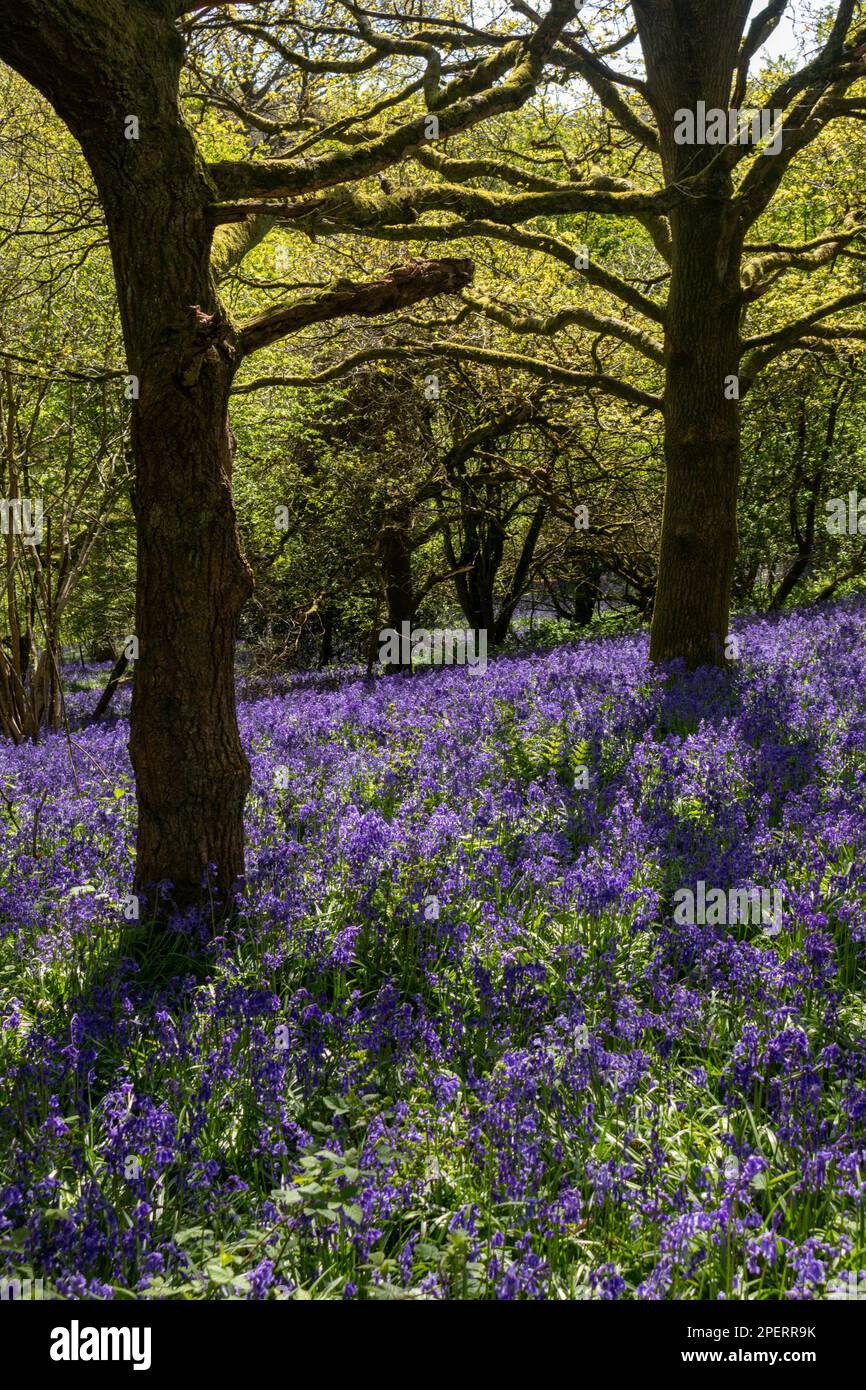 Bluebells in an English woodland Stock Photo