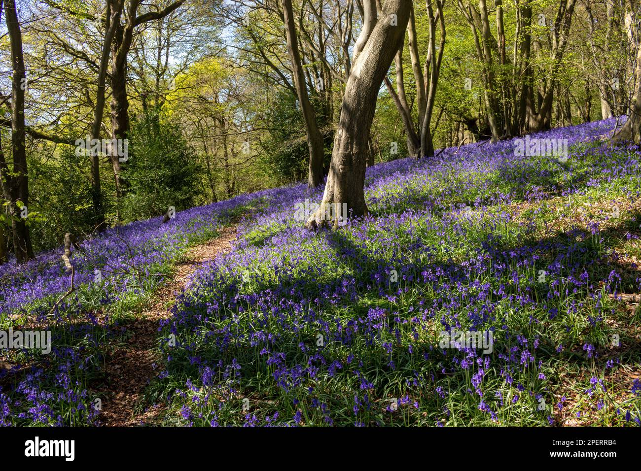 Bluebells in an English woodland Stock Photo