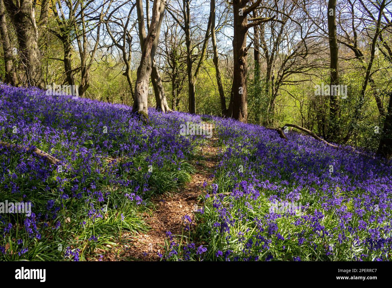 Bluebells in an English woodland Stock Photo