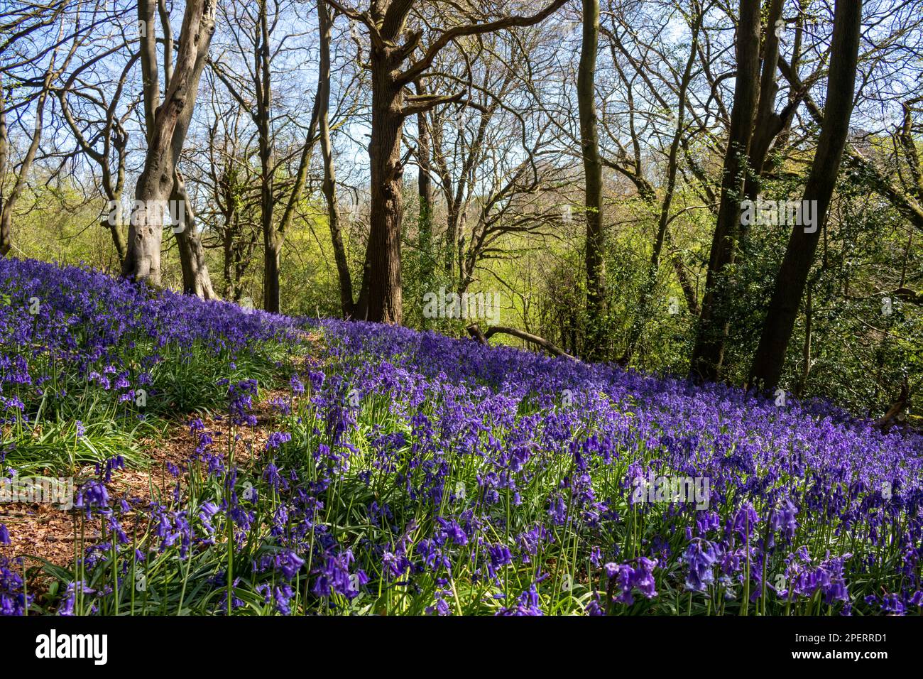 Bluebells in an English woodland Stock Photo