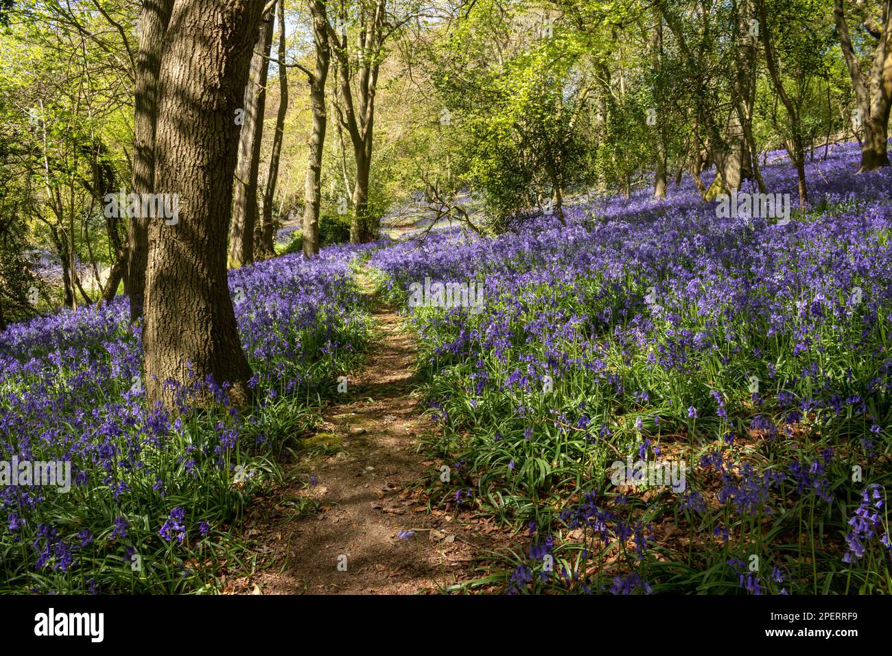 Bluebells in an English woodland Stock Photo