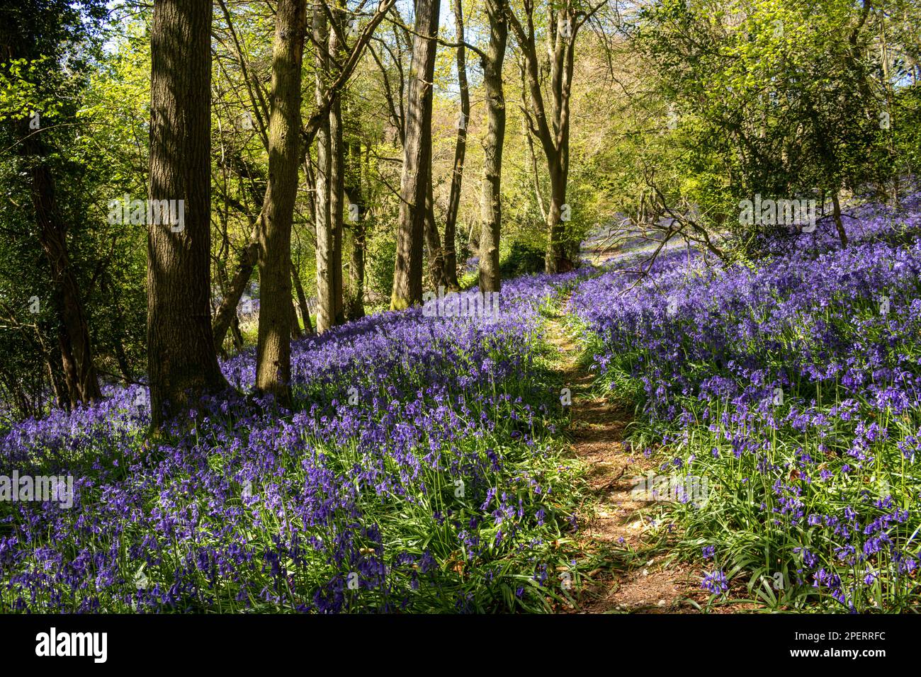 Bluebells in an English woodland Stock Photo