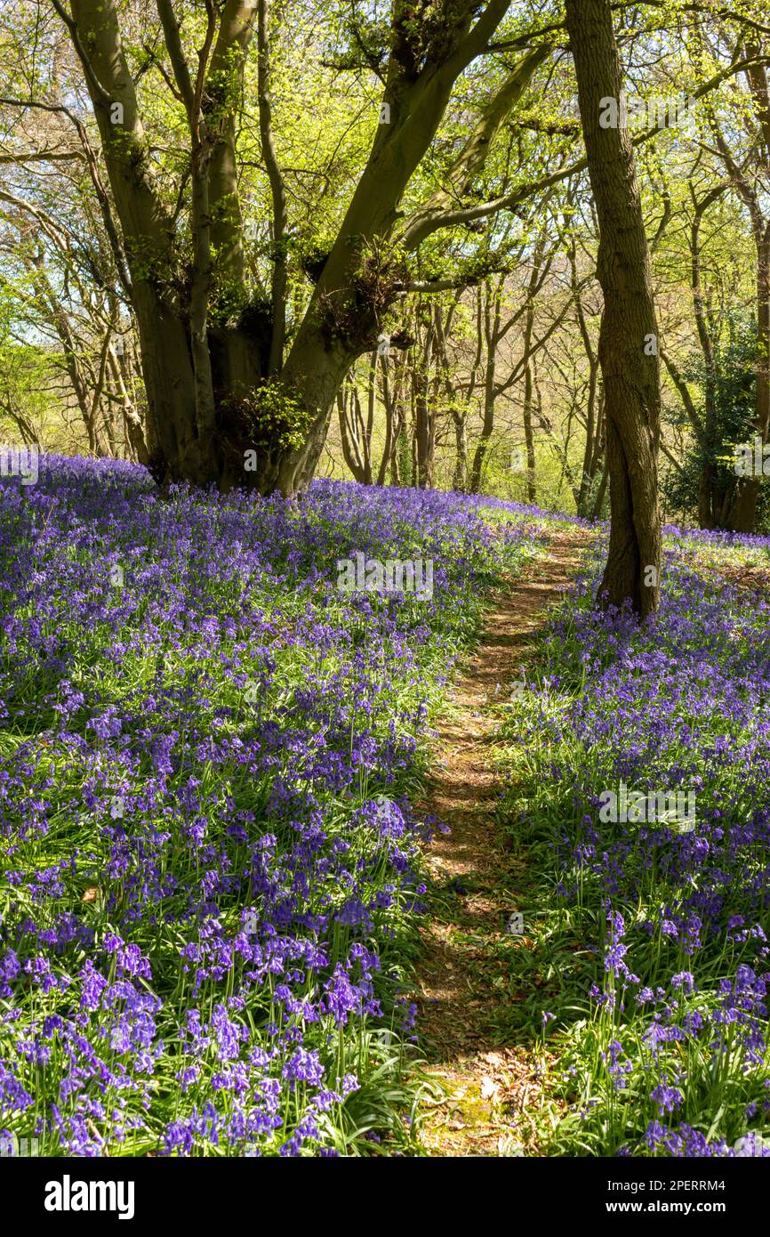 Bluebells in an English woodland Stock Photo - Alamy