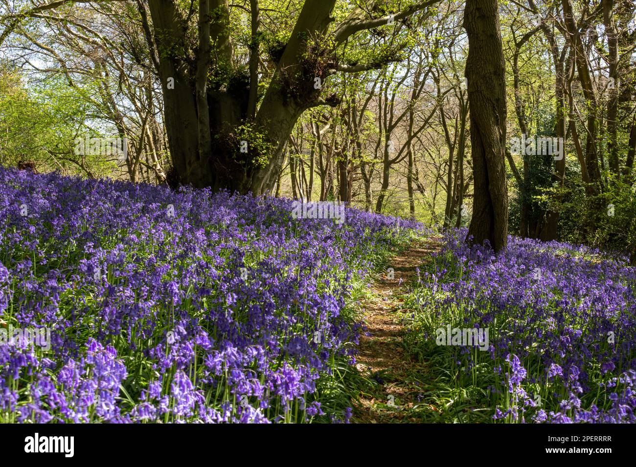 Bluebells in an English woodland Stock Photo