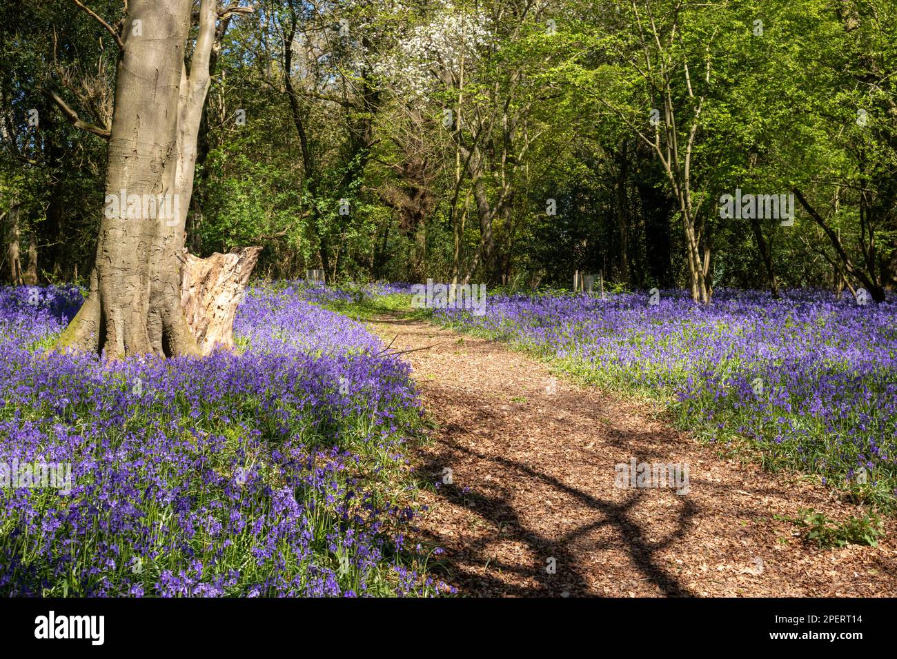 Bluebells in an English woodland Stock Photo