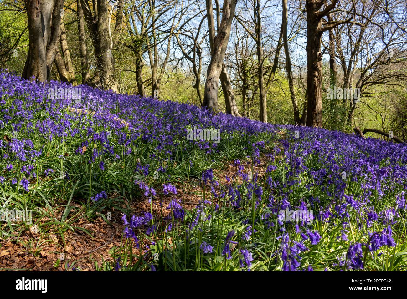 Bluebells in an English woodland Stock Photo