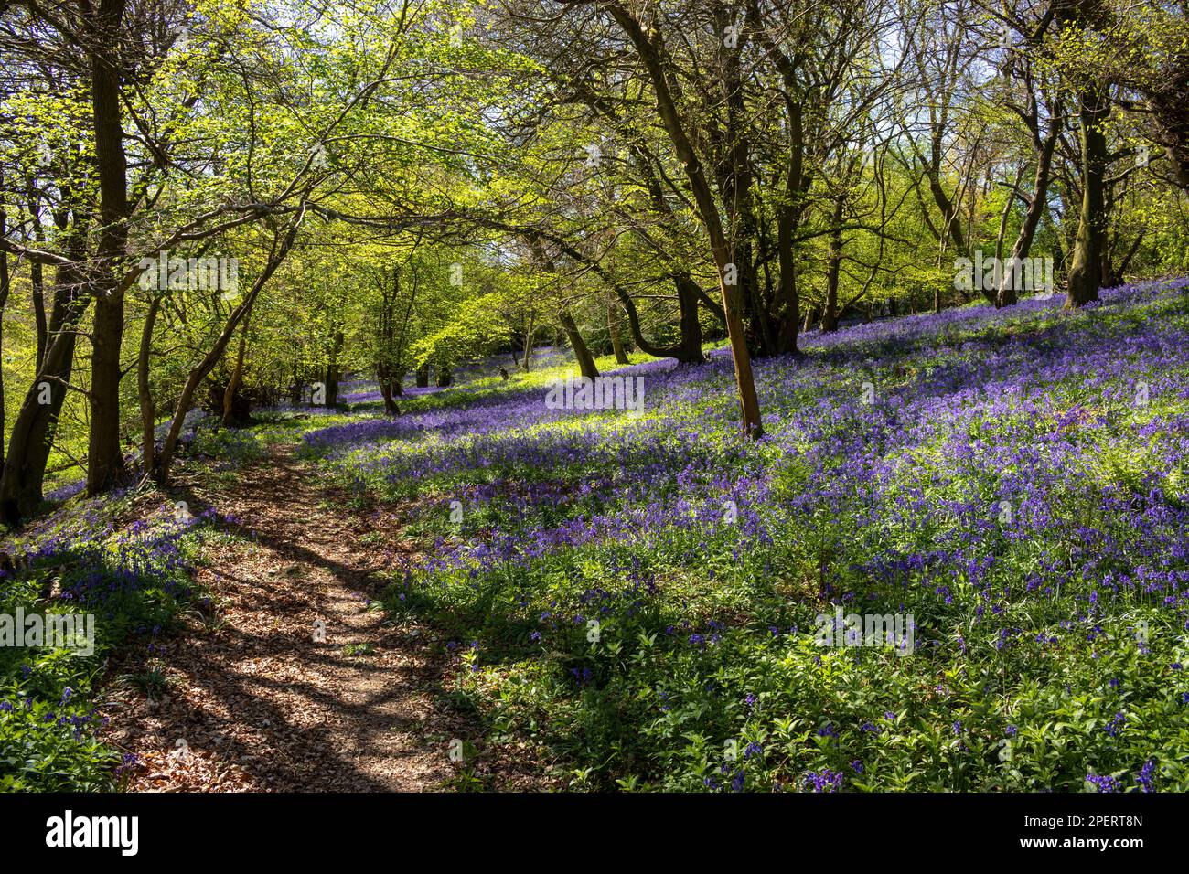 Bluebells in an English woodland Stock Photo