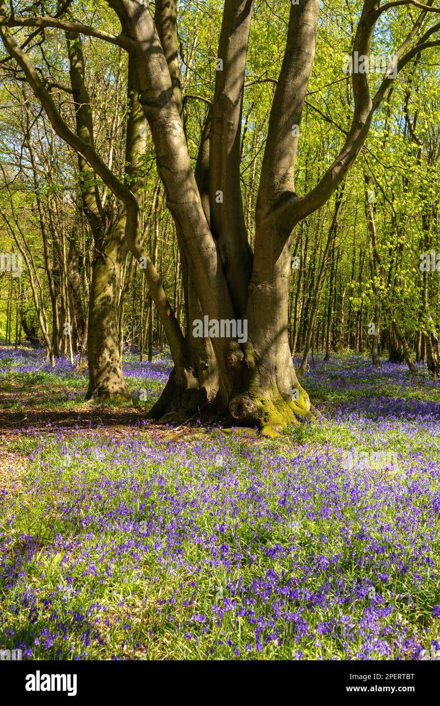 Bluebells in an English woodland Stock Photo