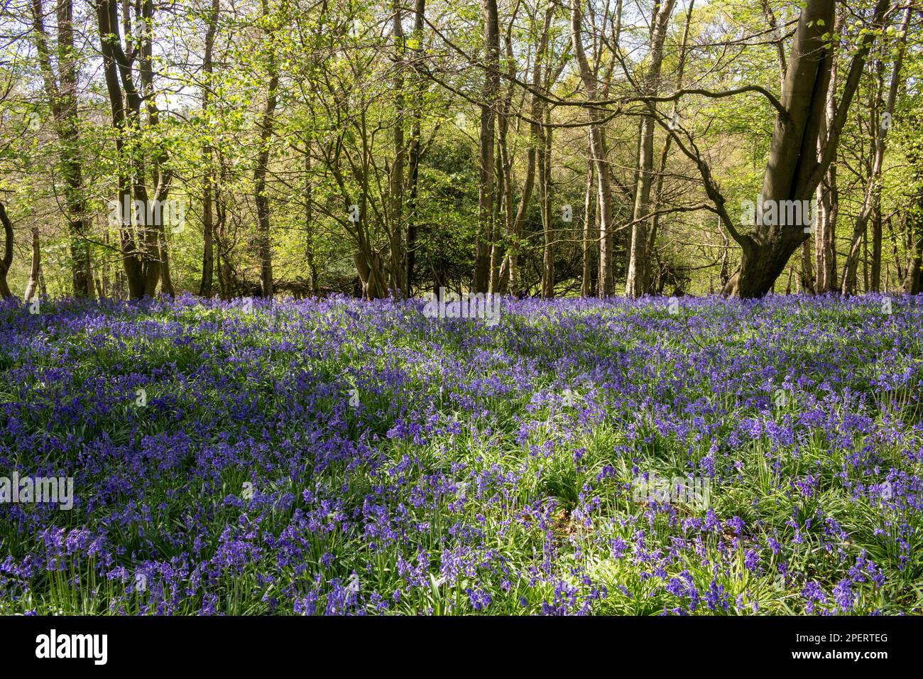 Bluebells in an English woodland Stock Photo