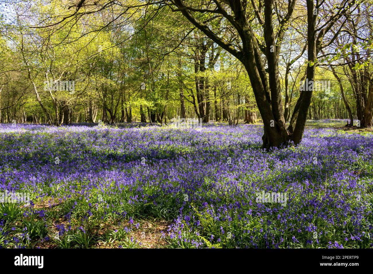 Bluebells in an English woodland Stock Photo