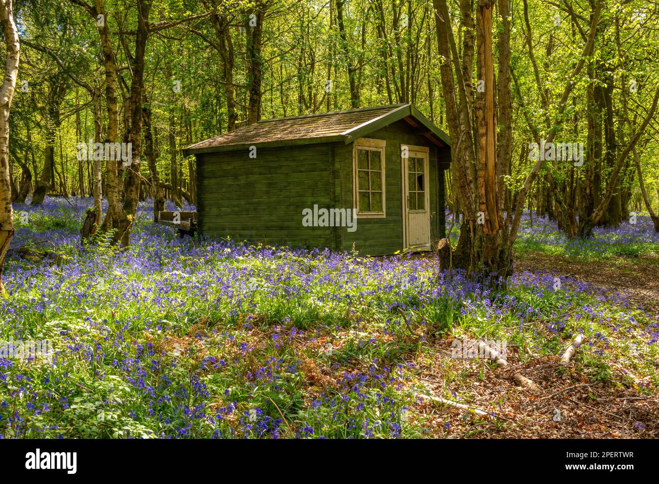 Wooden cabin in an English bluebell  wood Stock Photo