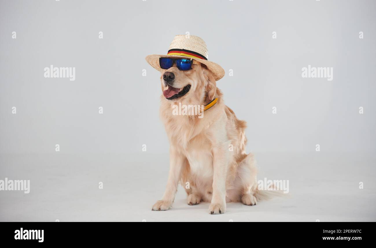 In hat and sunglasses. Golden retriever is in the studio against white ...