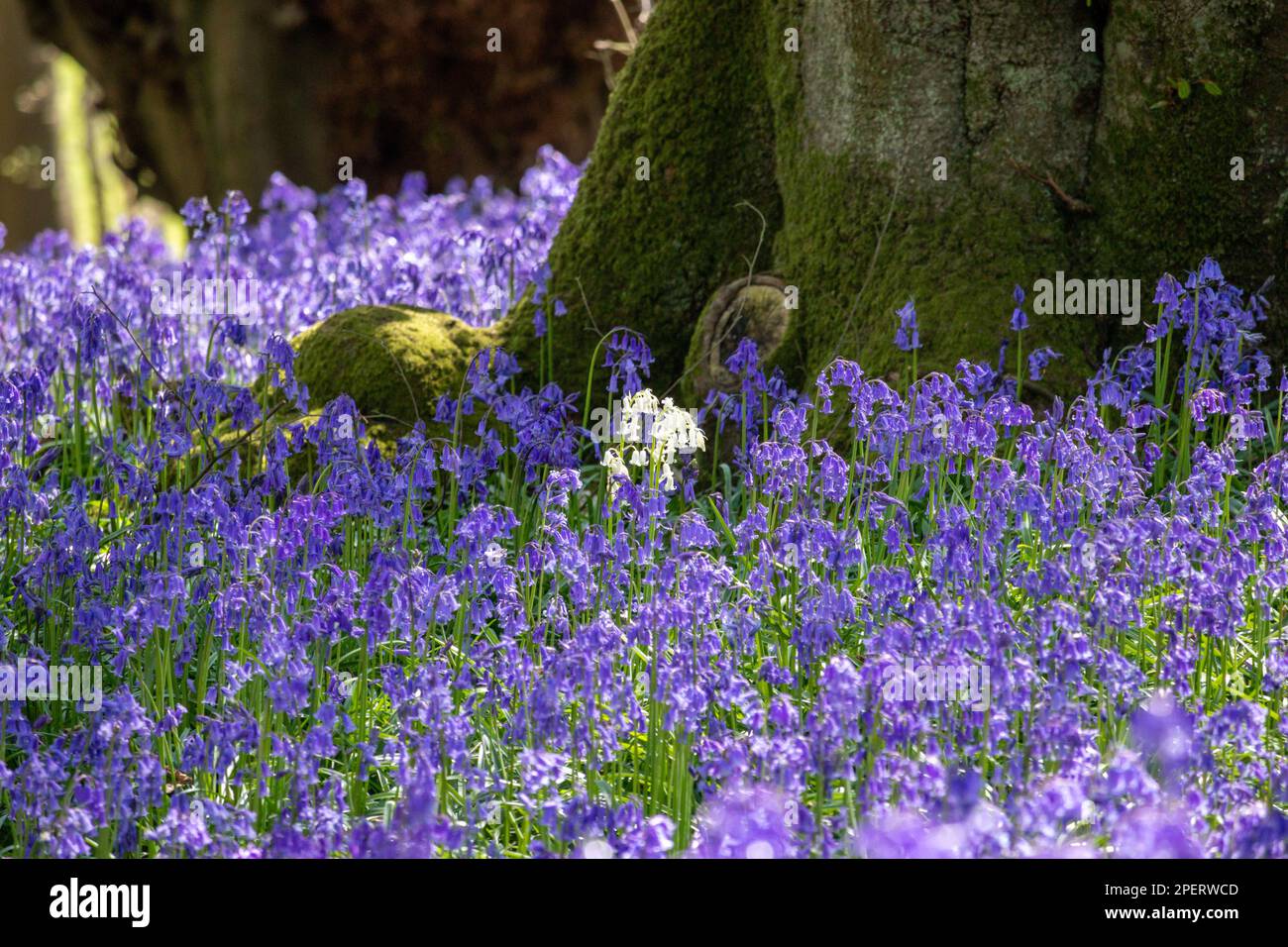 Albino bluebell amount bluebells in an English woodland Stock Photo