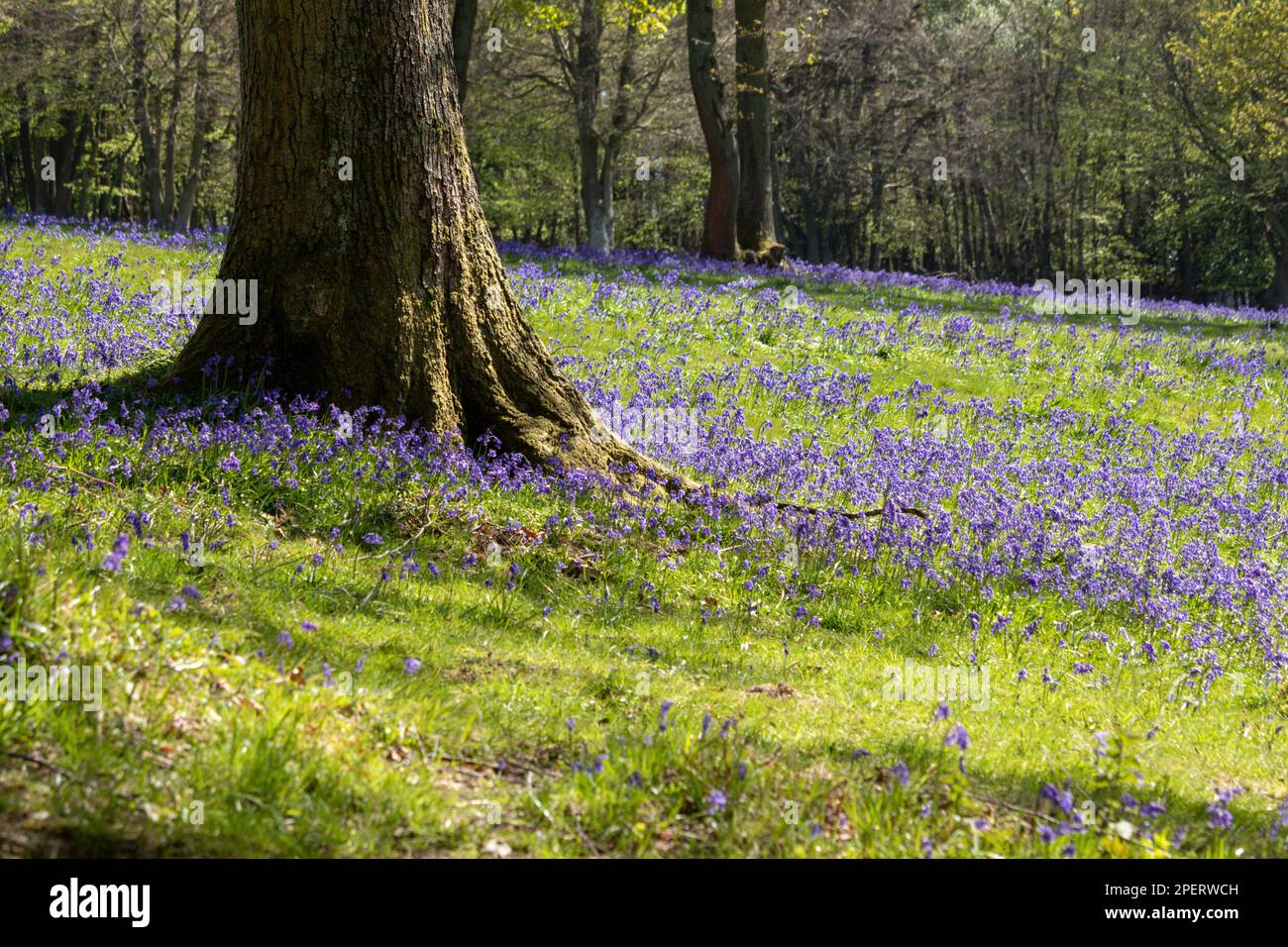 Bluebells in an English woodland Stock Photo