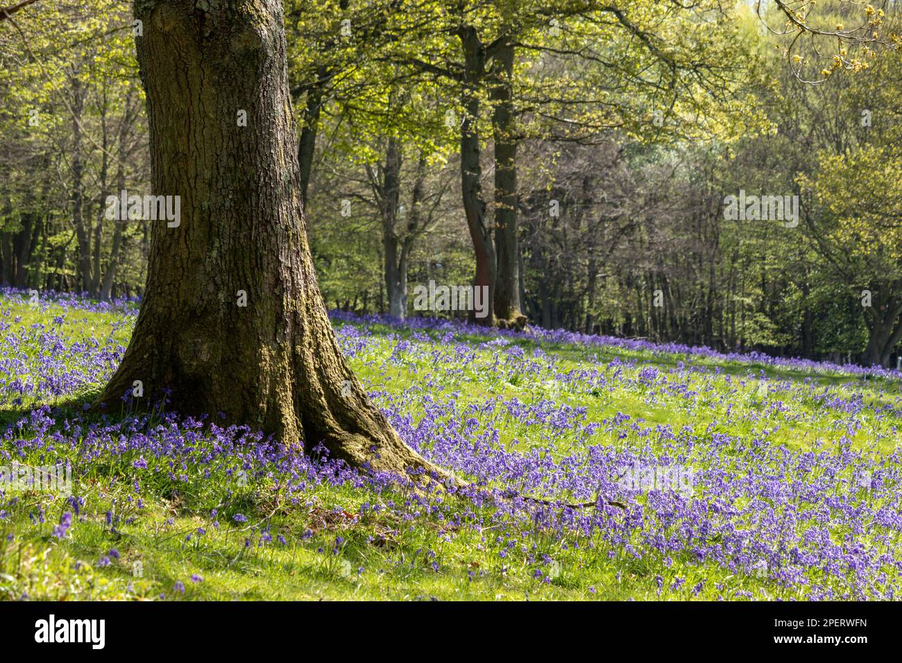 Bluebells in an English woodland Stock Photo