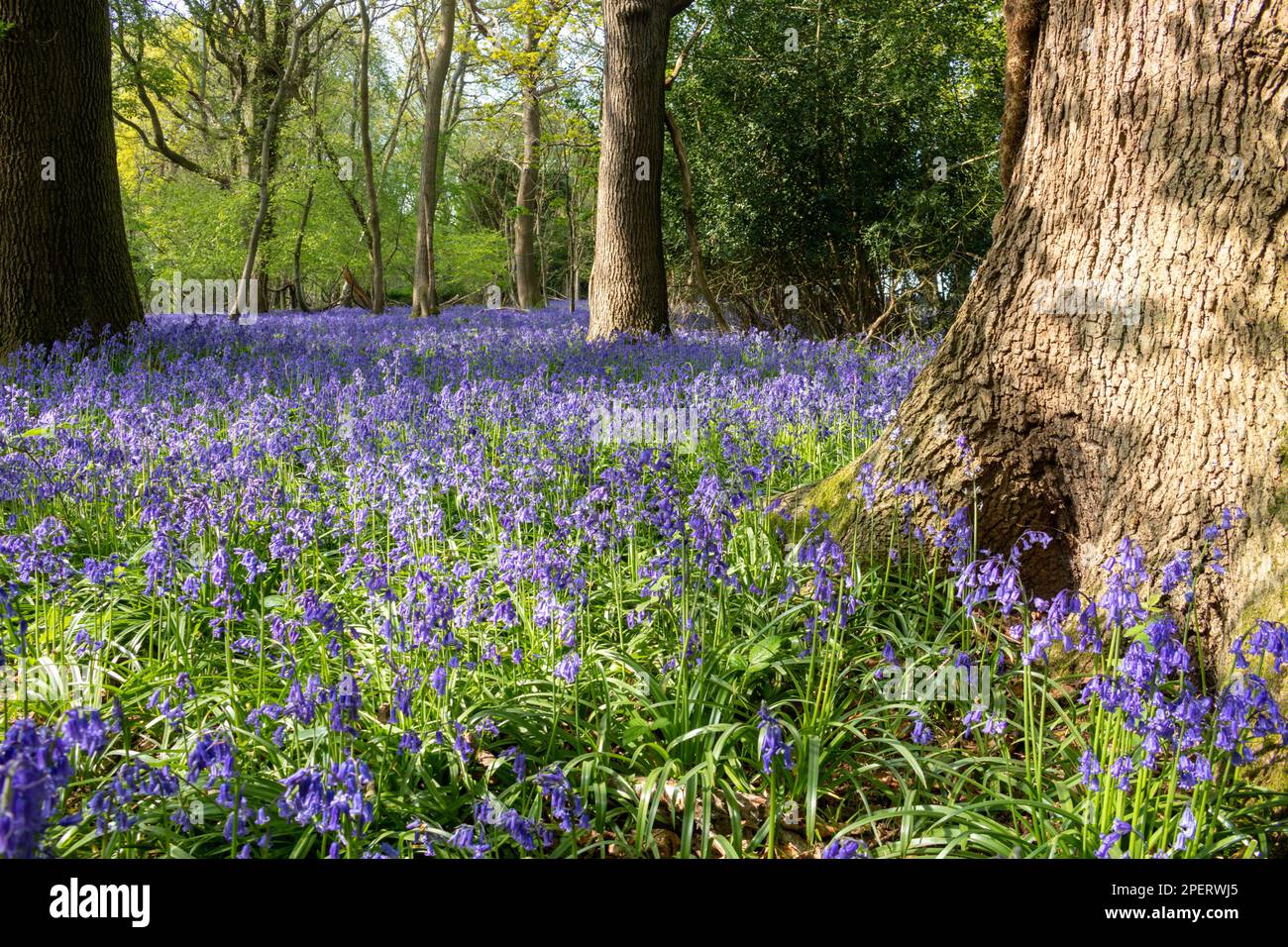 Bluebells in an English woodland Stock Photo - Alamy
