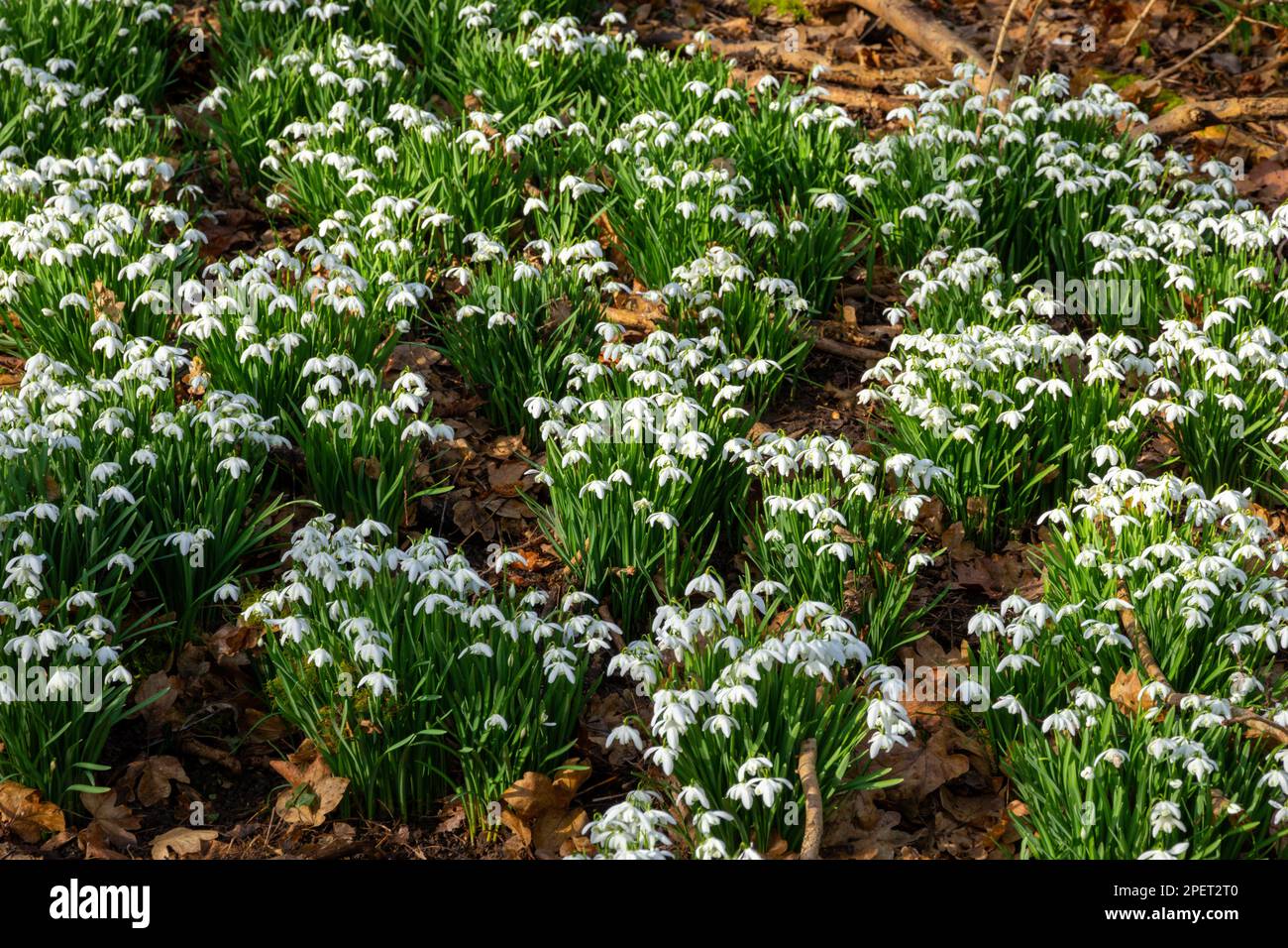 Snowdrops flowering in an English woodland Stock Photo