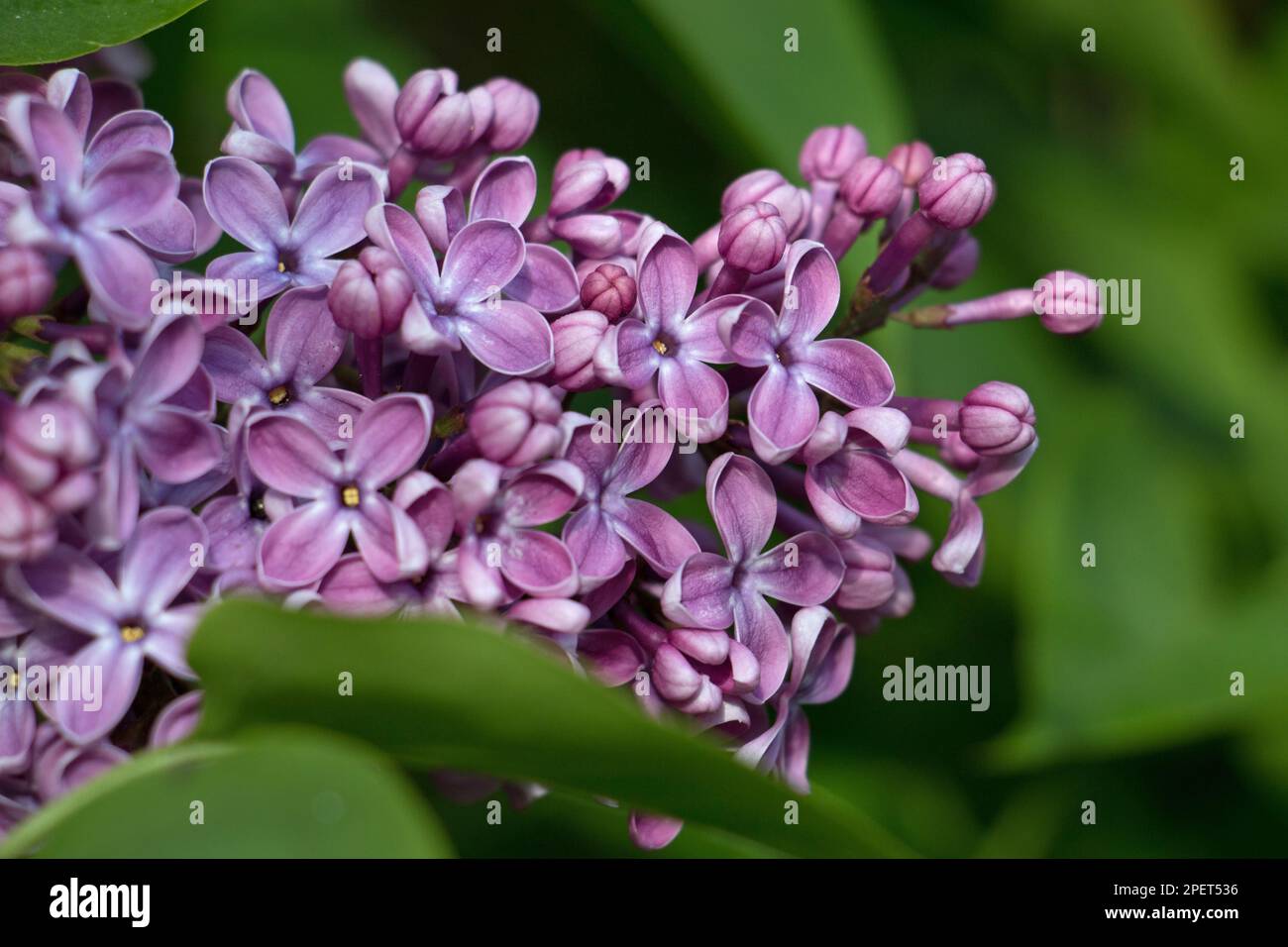 Tiny purple flowers of the lilac tree shrub, Syringa vulgaris, blooming in late spring early summer, close-up on a natural green leaf background Stock Photo