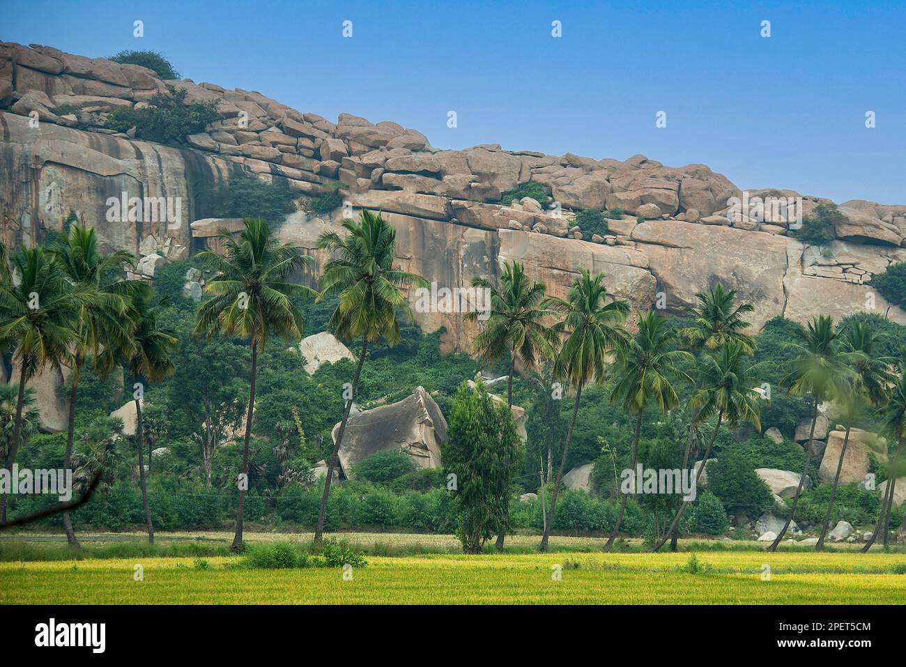 Mustard farm with coconut trees and boulders in the background in Hampi