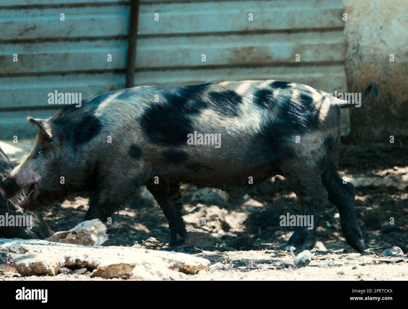Swine husbandry. Ukrainian steppe pock-marked breed of pigs. Based on the Ukrainian white breed of rough build Stock Photo