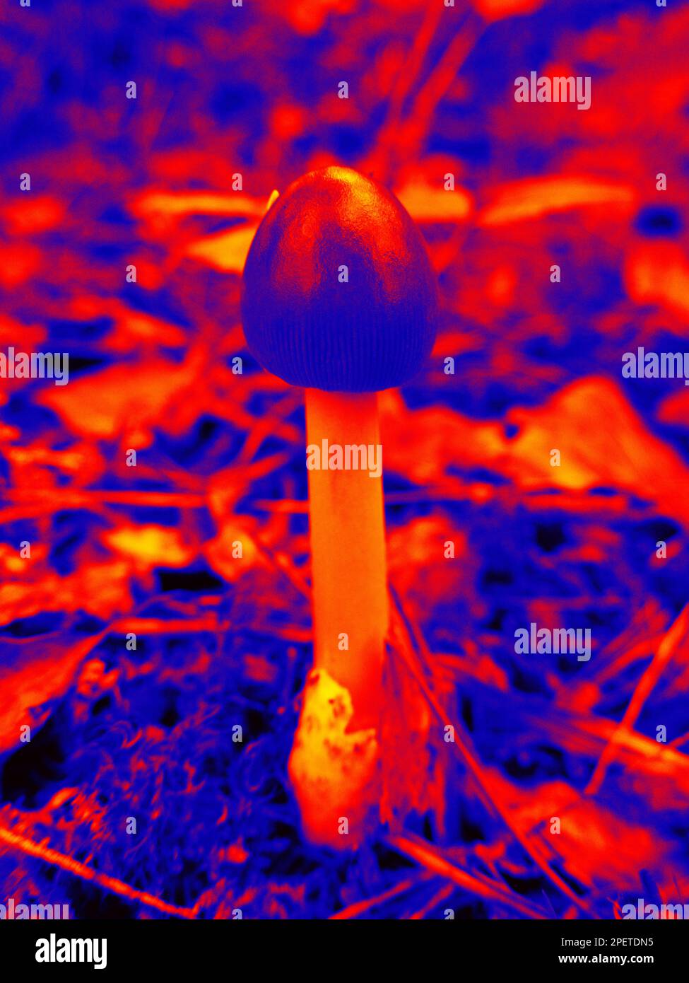 Mushroom hunting trip to night forest. Illustration of thermal image