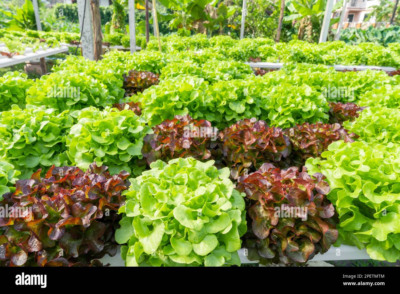 Hydroponics vegetables Green oak lettuce growing in plastic pipes at