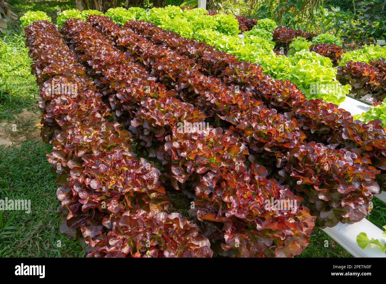 Hydroponics vegetables Green oak lettuce growing in plastic pipes at
