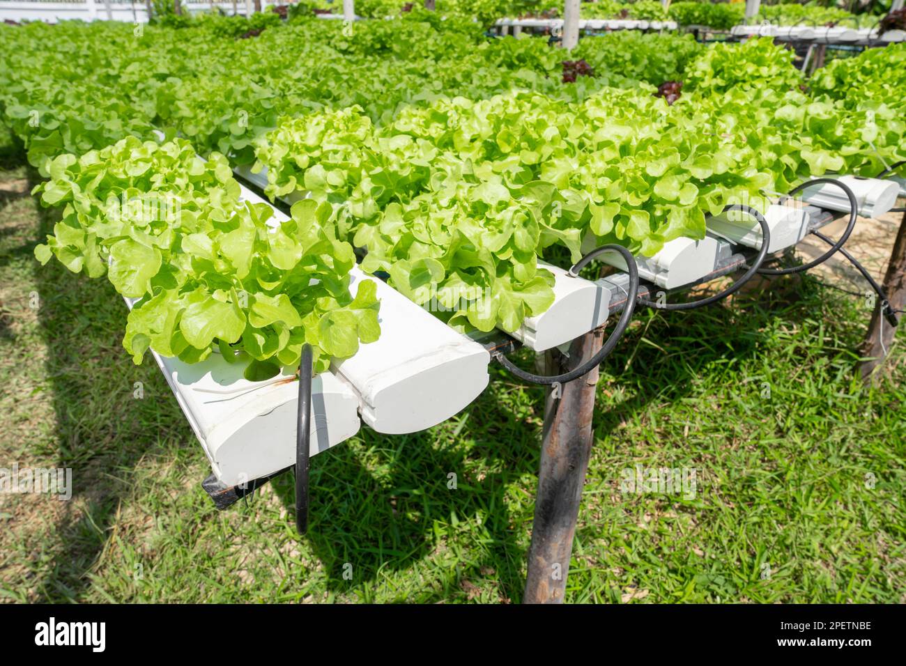 Hydroponics vegetables Green oak lettuce growing in plastic pipes at