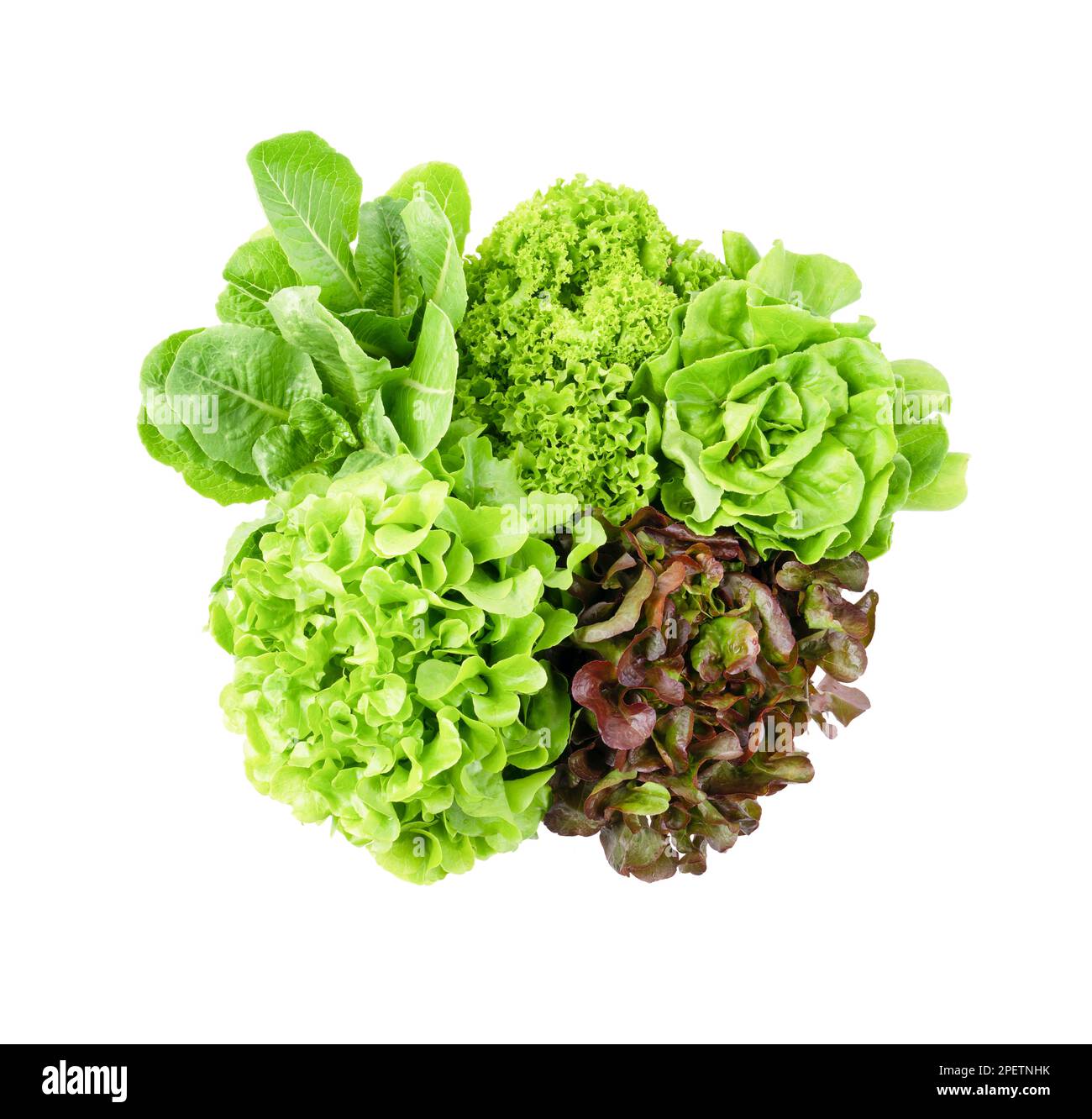 Fresh Romaine Lettuce , Cos Lettuce, Red and Green Oakleaf lettuce