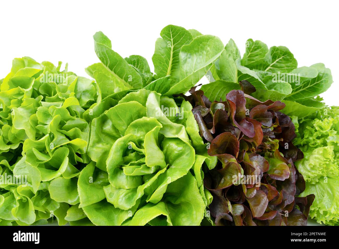 Fresh Romaine Lettuce , Cos Lettuce, Red and Green Oakleaf lettuce Vegetable salad isolated on
