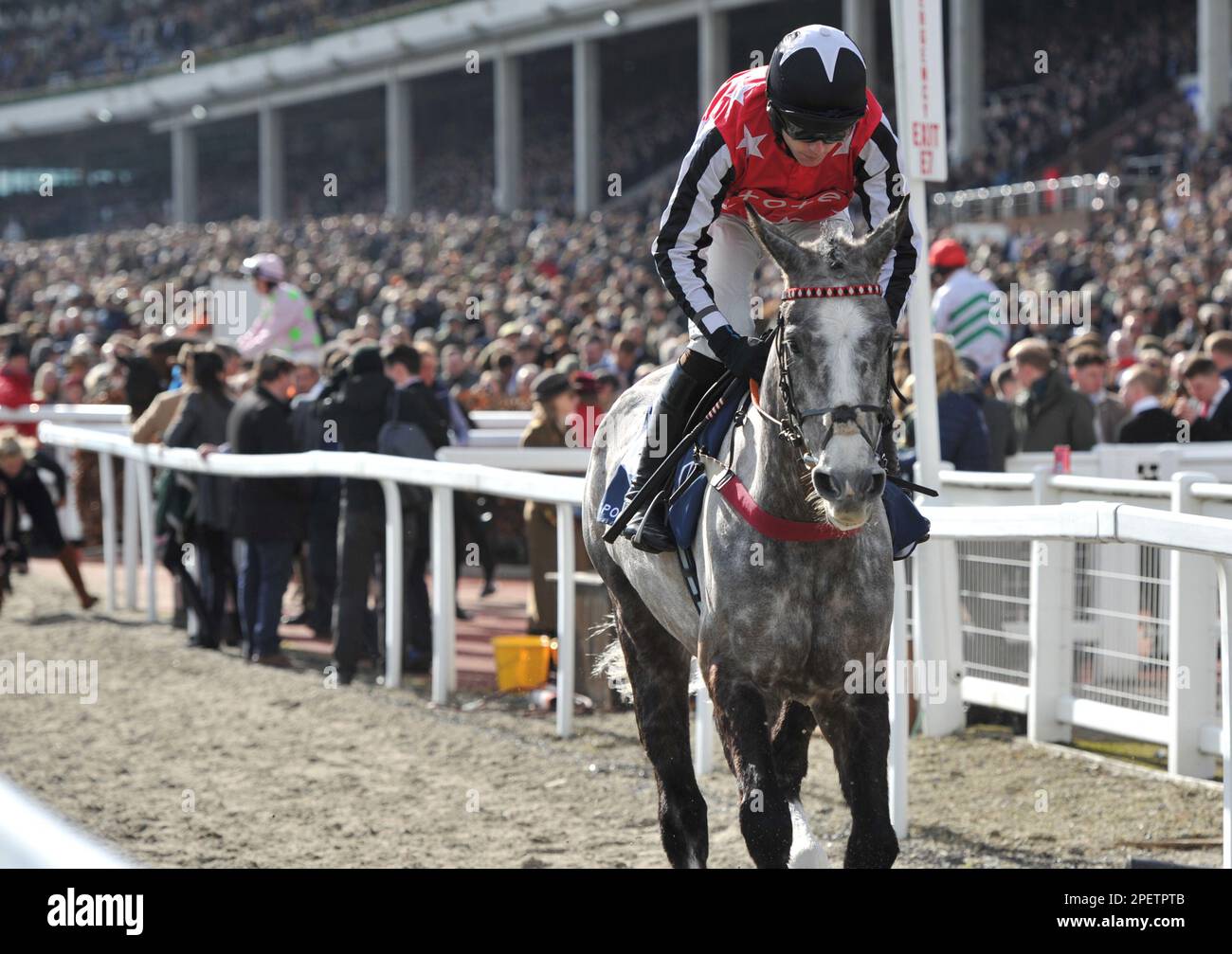 Racing fan cheltenham hires stock photography and images Alamy