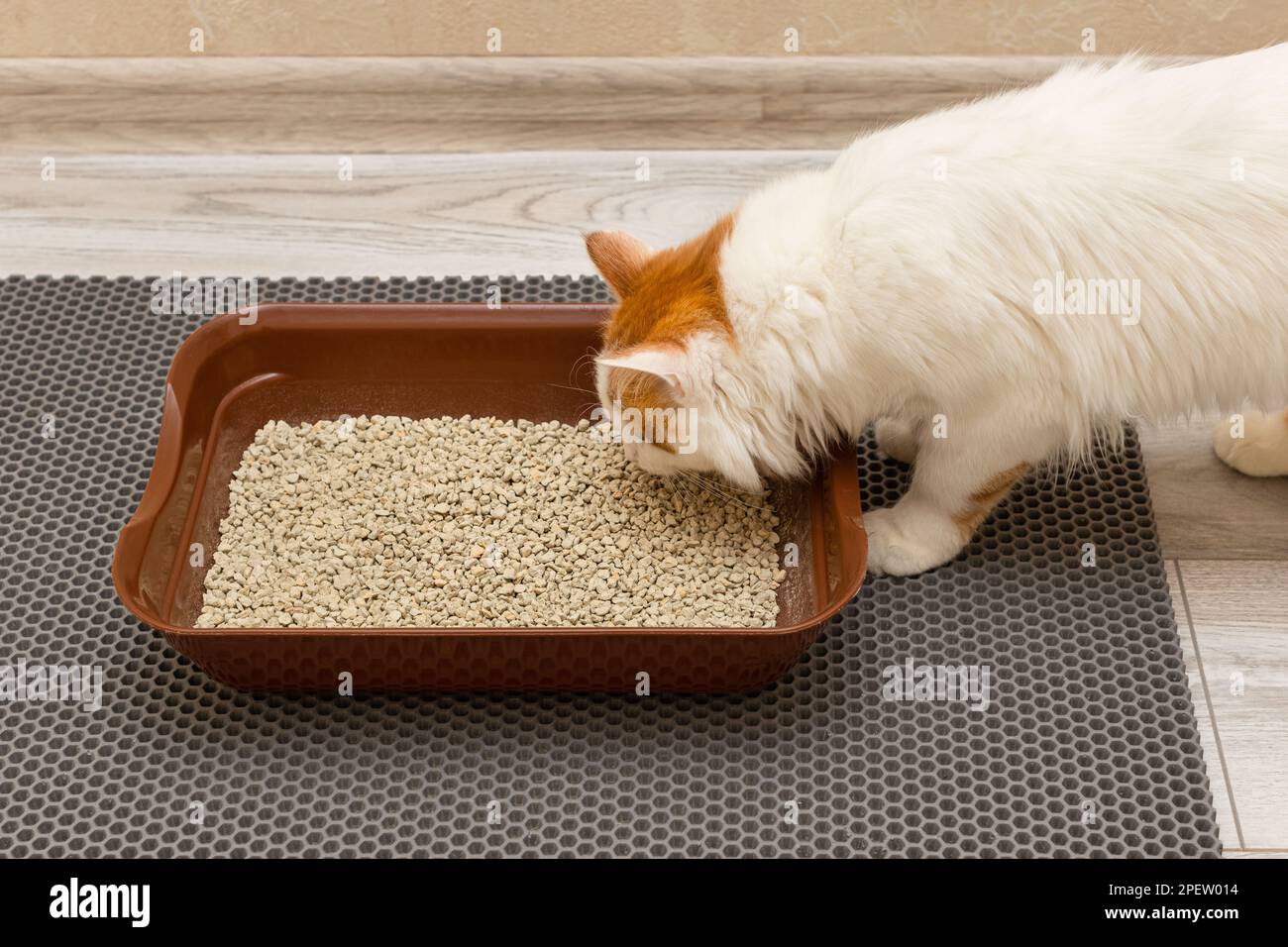 domestic cat looks at the litter box. cat wants to go to the toilet