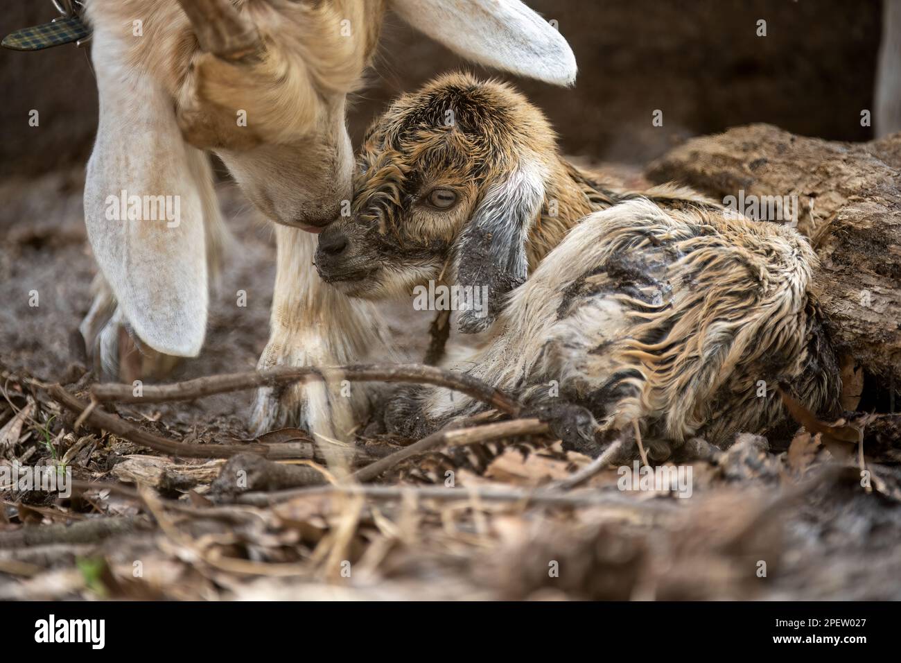 A newborn brown baby goat and its mother Stock Photo